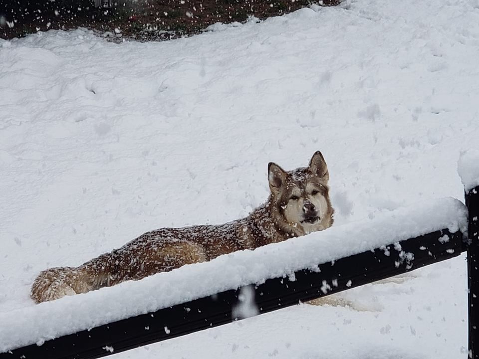 Snow in Tucson